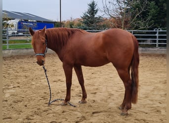 Quarter horse américain, Hongre, 3 Ans, 149 cm