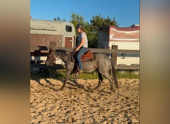 Quarter horse américain, Hongre, 3 Ans, 149 cm, Rouan Bleu