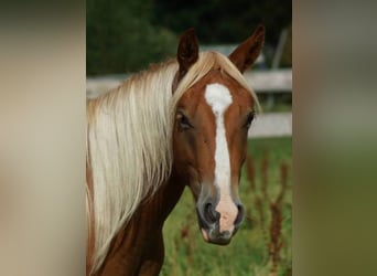 Quarter horse américain, Hongre, 3 Ans, 150 cm, Alezan