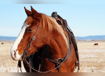 Quarter horse américain, Hongre, 3 Ans, 150 cm, Alezan cuivré