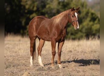 Quarter horse américain, Hongre, 3 Ans, 150 cm, Alezan cuivré