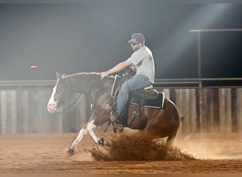 Quarter horse américain, Hongre, 3 Ans, 150 cm, Alezan cuivré