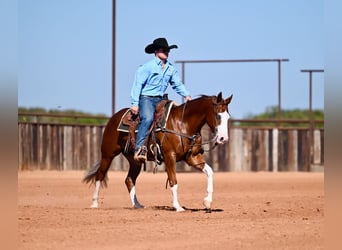 Quarter horse américain, Hongre, 3 Ans, 150 cm, Alezan cuivré