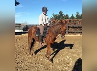 Quarter horse américain, Hongre, 3 Ans, 150 cm, Alezan