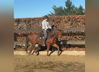 Quarter horse américain, Hongre, 3 Ans, 150 cm, Alezan