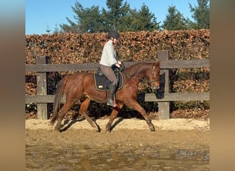 Quarter horse américain, Hongre, 3 Ans, 150 cm, Alezan