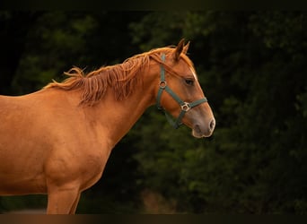 Quarter horse américain, Hongre, 3 Ans, 150 cm, Alezan