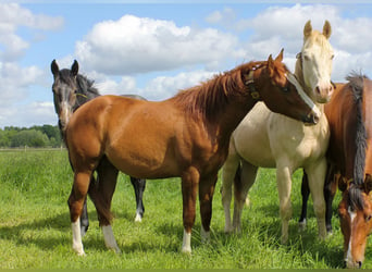 Quarter horse américain, Hongre, 3 Ans, 150 cm, Alezan