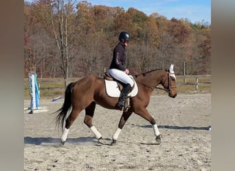 Quarter horse américain, Hongre, 3 Ans, 150 cm, Bai cerise