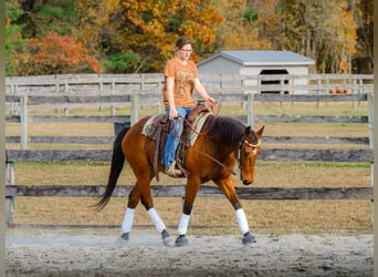 Quarter horse américain, Hongre, 3 Ans, 150 cm, Bai cerise