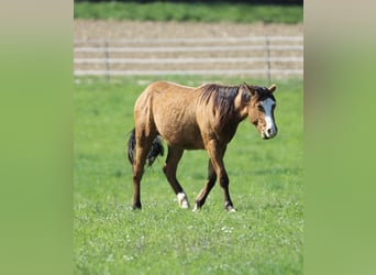 Quarter horse américain, Hongre, 3 Ans, 150 cm, Bai