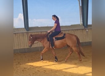 Quarter horse américain, Hongre, 3 Ans, 150 cm