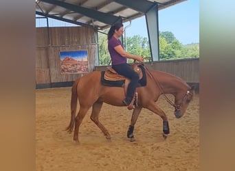 Quarter horse américain, Hongre, 3 Ans, 150 cm