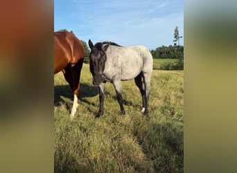 Quarter horse américain, Hongre, 3 Ans, 150 cm, Rouan Bleu