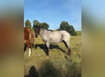 Quarter horse américain, Hongre, 3 Ans, 150 cm, Rouan Bleu