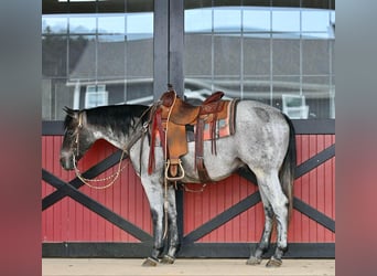 Quarter horse américain, Hongre, 3 Ans, 150 cm, Rouan Bleu