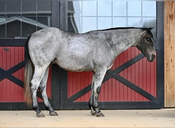 Quarter horse américain, Hongre, 3 Ans, 150 cm, Rouan Bleu