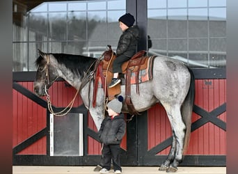 Quarter horse américain, Hongre, 3 Ans, 150 cm, Rouan Bleu
