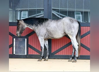 Quarter horse américain, Hongre, 3 Ans, 150 cm, Rouan Bleu
