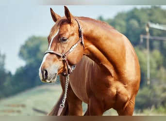 Quarter horse américain, Hongre, 3 Ans, 151 cm, Alezan