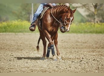 Quarter horse américain, Hongre, 3 Ans, 151 cm, Alezan