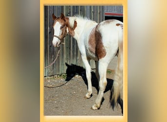 Quarter horse américain Croisé, Hongre, 3 Ans, 151 cm, Pinto