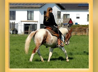 Quarter horse américain Croisé, Hongre, 3 Ans, 151 cm, Pinto