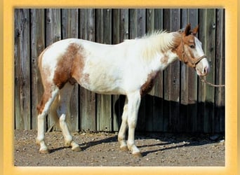 Quarter horse américain Croisé, Hongre, 3 Ans, 151 cm, Pinto