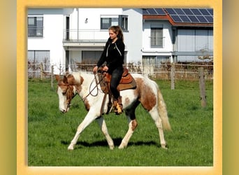Quarter horse américain Croisé, Hongre, 3 Ans, 151 cm, Pinto