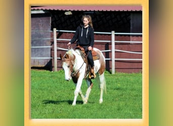 Quarter horse américain Croisé, Hongre, 3 Ans, 151 cm, Pinto