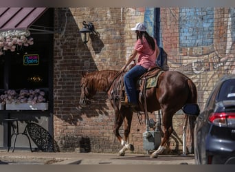 Quarter horse américain, Hongre, 3 Ans, 152 cm, Alezan cuivré