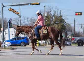 Quarter horse américain, Hongre, 3 Ans, 152 cm, Alezan cuivré