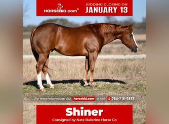 Quarter horse américain, Hongre, 3 Ans, 152 cm, Alezan cuivré