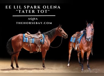 Quarter horse américain, Hongre, 3 Ans, 152 cm, Bai cerise