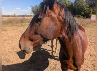 Quarter horse américain Croisé, Hongre, 3 Ans, 152 cm, Bai cerise