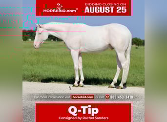 Quarter horse américain, Hongre, 3 Ans, 152 cm, Blanc