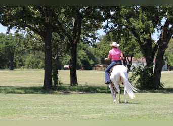 Quarter horse américain, Hongre, 3 Ans, 152 cm, Blanc