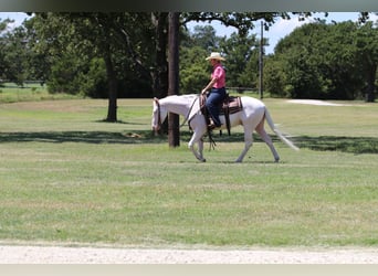 Quarter horse américain, Hongre, 3 Ans, 152 cm, Blanc