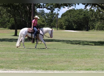 Quarter horse américain, Hongre, 3 Ans, 152 cm, Blanc