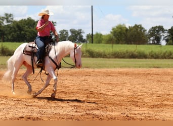 Quarter horse américain, Hongre, 3 Ans, 152 cm, Blanc