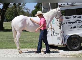 Quarter horse américain, Hongre, 3 Ans, 152 cm, Blanc
