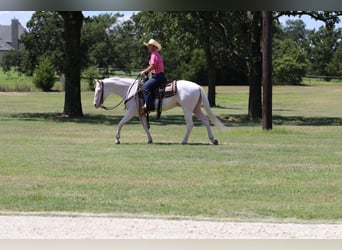 Quarter horse américain, Hongre, 3 Ans, 152 cm, Blanc