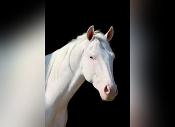 Quarter horse américain, Hongre, 3 Ans, 152 cm, Blanc