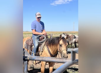 Quarter horse américain, Hongre, 3 Ans, 152 cm, Buckskin