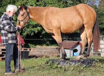 Quarter horse américain, Hongre, 3 Ans, 152 cm, Buckskin