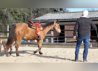 Quarter horse américain, Hongre, 3 Ans, 152 cm, Buckskin