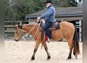 Quarter horse américain, Hongre, 3 Ans, 152 cm, Buckskin