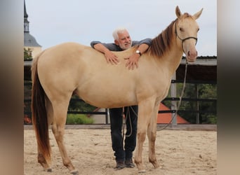 Quarter horse américain, Hongre, 3 Ans, 152 cm, Champagne