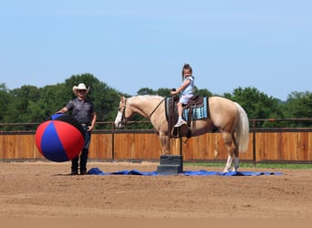 Quarter horse américain, Hongre, 3 Ans, 152 cm, Palomino