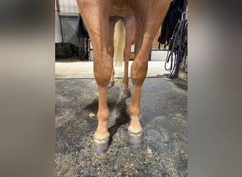 Quarter horse américain, Hongre, 3 Ans, 152 cm, Palomino